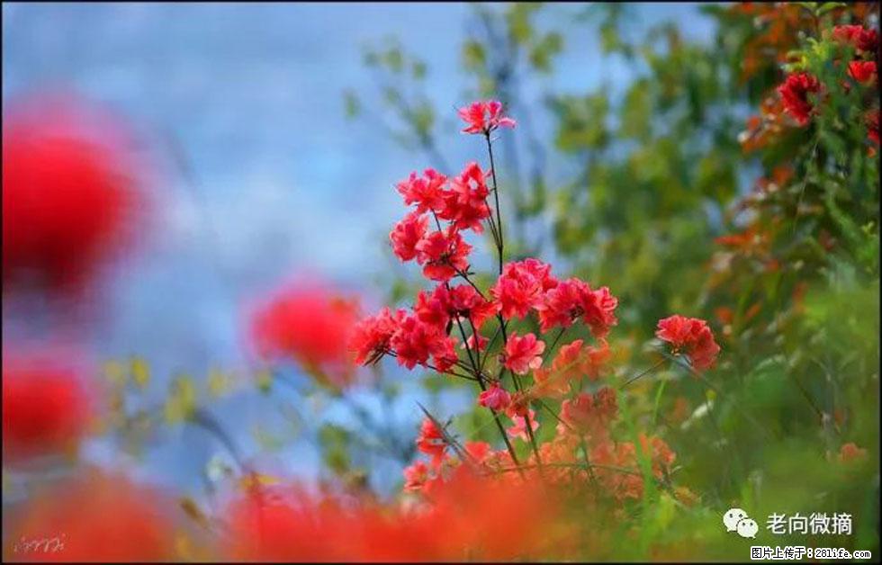 【春天,广西桂林灌阳县向您发出邀请!】登麒麟山,相约映山红 - 游山玩水 - 赵县生活社区 - 赵县28生活网 zx.28life.com