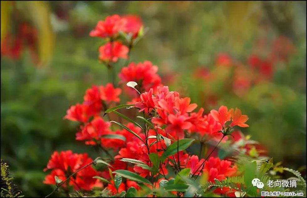 【春天,广西桂林灌阳县向您发出邀请!】登麒麟山,相约映山红 - 游山玩水 - 赵县生活社区 - 赵县28生活网 zx.28life.com
