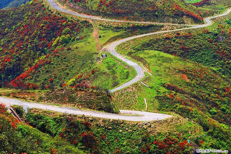 【春天,广西桂林灌阳县向您发出邀请!】春木界上映山红 - 游山玩水 - 赵县生活社区 - 赵县28生活网 zx.28life.com