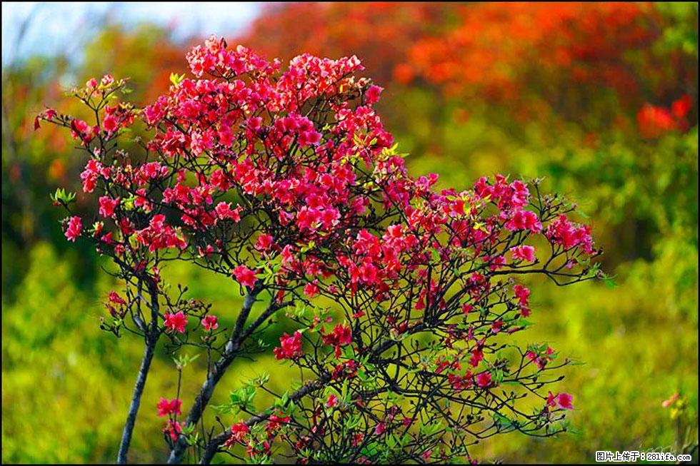 【春天,广西桂林灌阳县向您发出邀请!】春木界上映山红 - 游山玩水 - 赵县生活社区 - 赵县28生活网 zx.28life.com