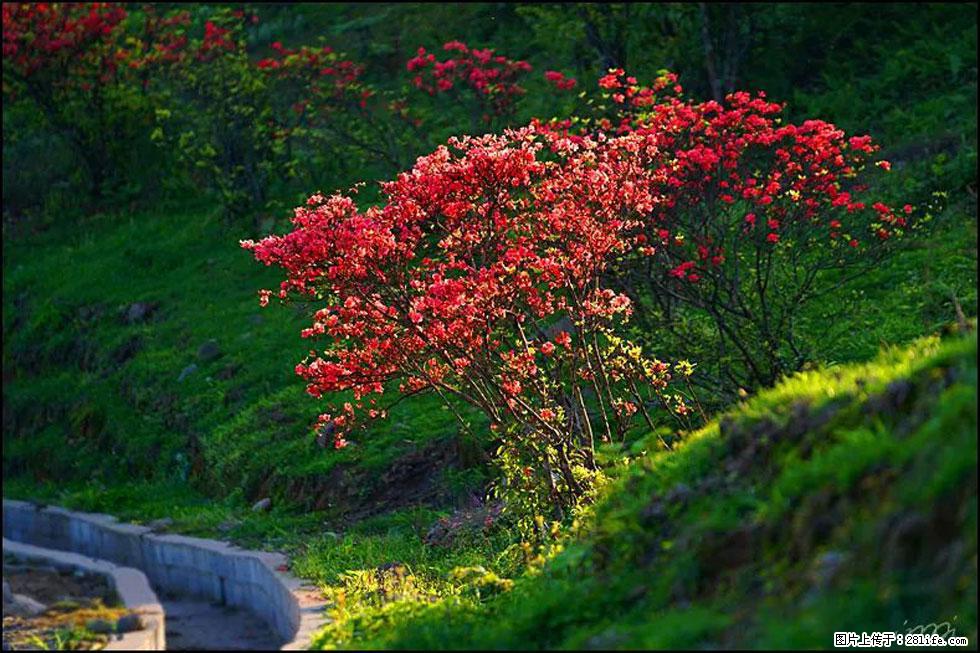 【春天,广西桂林灌阳县向您发出邀请!】春木界上映山红 - 游山玩水 - 赵县生活社区 - 赵县28生活网 zx.28life.com
