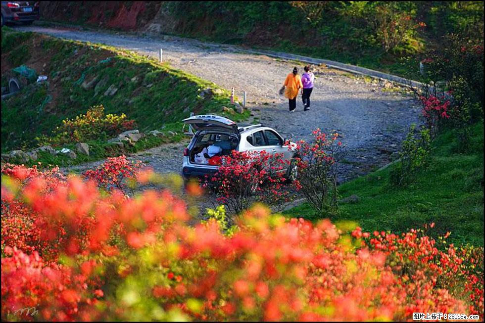 【春天,广西桂林灌阳县向您发出邀请!】春木界上映山红 - 游山玩水 - 赵县生活社区 - 赵县28生活网 zx.28life.com