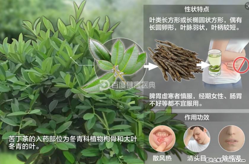 苦丁茶有哪些功效和作用 - 生活百科 - 赵县生活社区 - 赵县28生活网 zx.28life.com