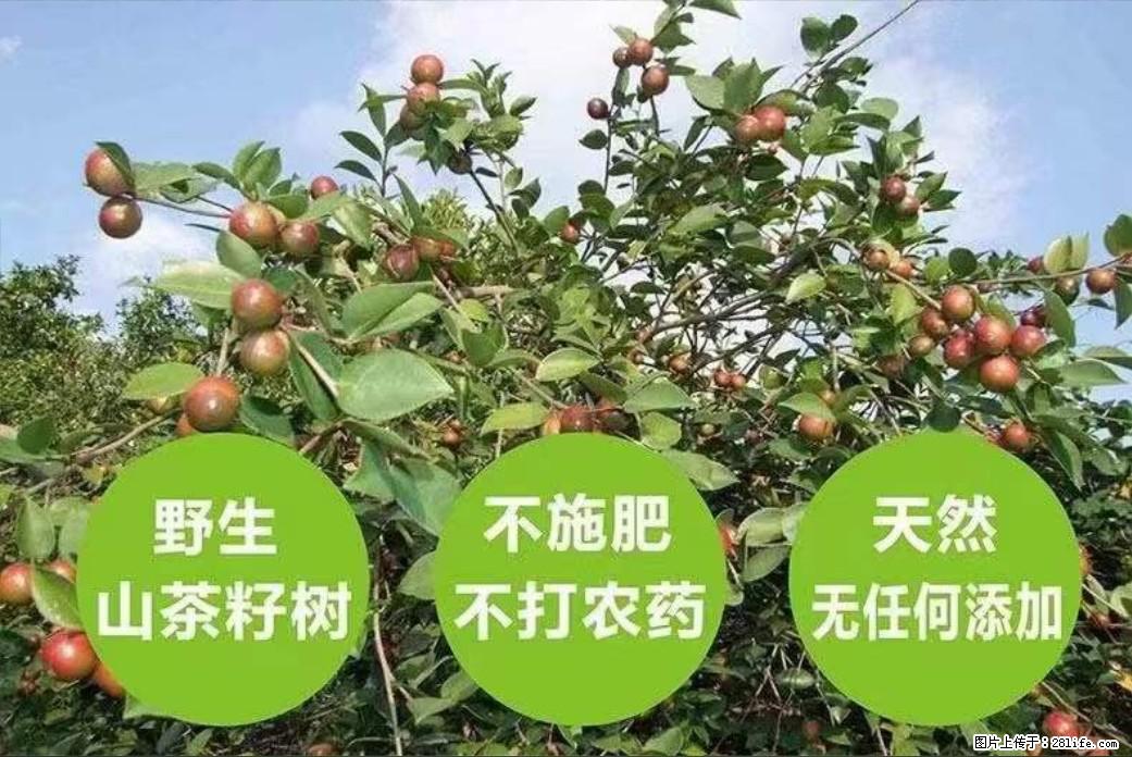 【灌阳县油茶产业示范区】一个有着充实的精神生活的人,对待身外之物自会有一种淡泊的态度 - 美食天地 - 赵县生活社区 - 赵县28生活网 zx.28life.com