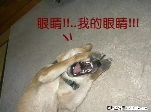 笑癫了!一女的怀孕三年未生,他终于忍不住了... - 娱乐八卦 - 赵县生活社区 - 赵县28生活网 zx.28life.com