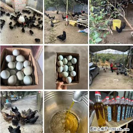油茶园从小鸡仔开始养起的纯土鸡、土鸡蛋可以预定啦!还有前几天刚榨的纯山茶油哦 - 美食天地 - 赵县生活社区 - 赵县28生活网 zx.28life.com