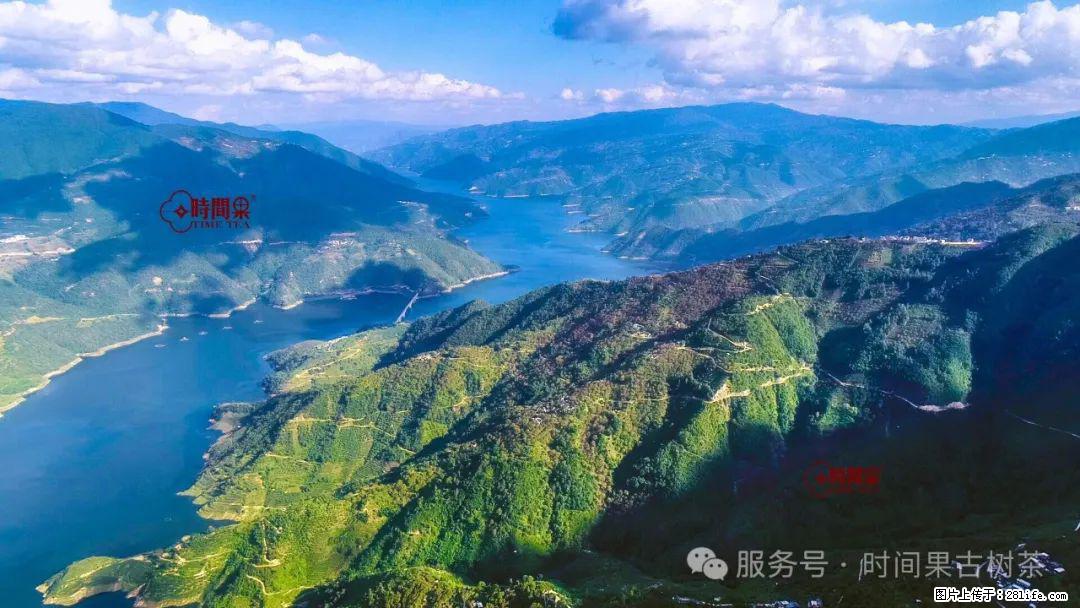 时间果百年古树龙珠普洱生茶 - 购物交流 - 赵县生活社区 - 赵县28生活网 zx.28life.com