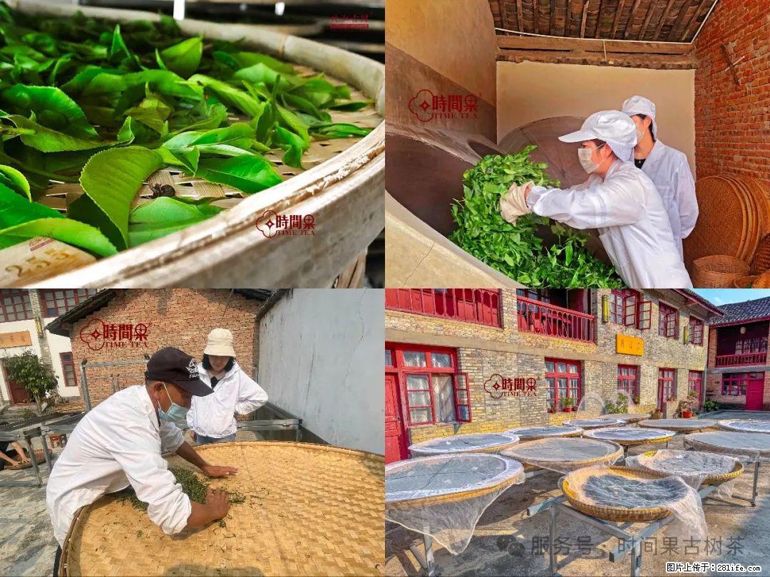 时间果百年古树龙珠普洱生茶 - 购物交流 - 赵县生活社区 - 赵县28生活网 zx.28life.com