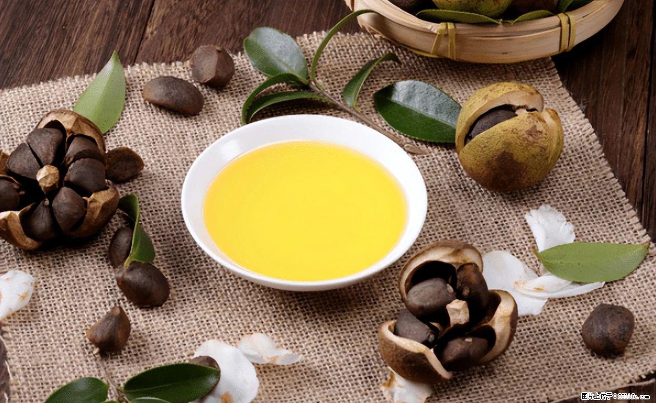 揭秘茶油的5大核心营养成分!被称为人体健康的“守护盾”! - 赵县生活资讯 - 赵县28生活网 zx.28life.com