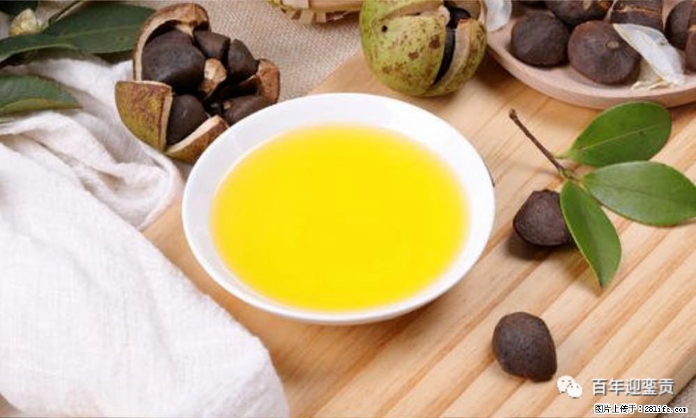 揭秘茶油的5大核心营养成分!被称为人体健康的“守护盾”! - 赵县生活资讯 - 赵县28生活网 zx.28life.com