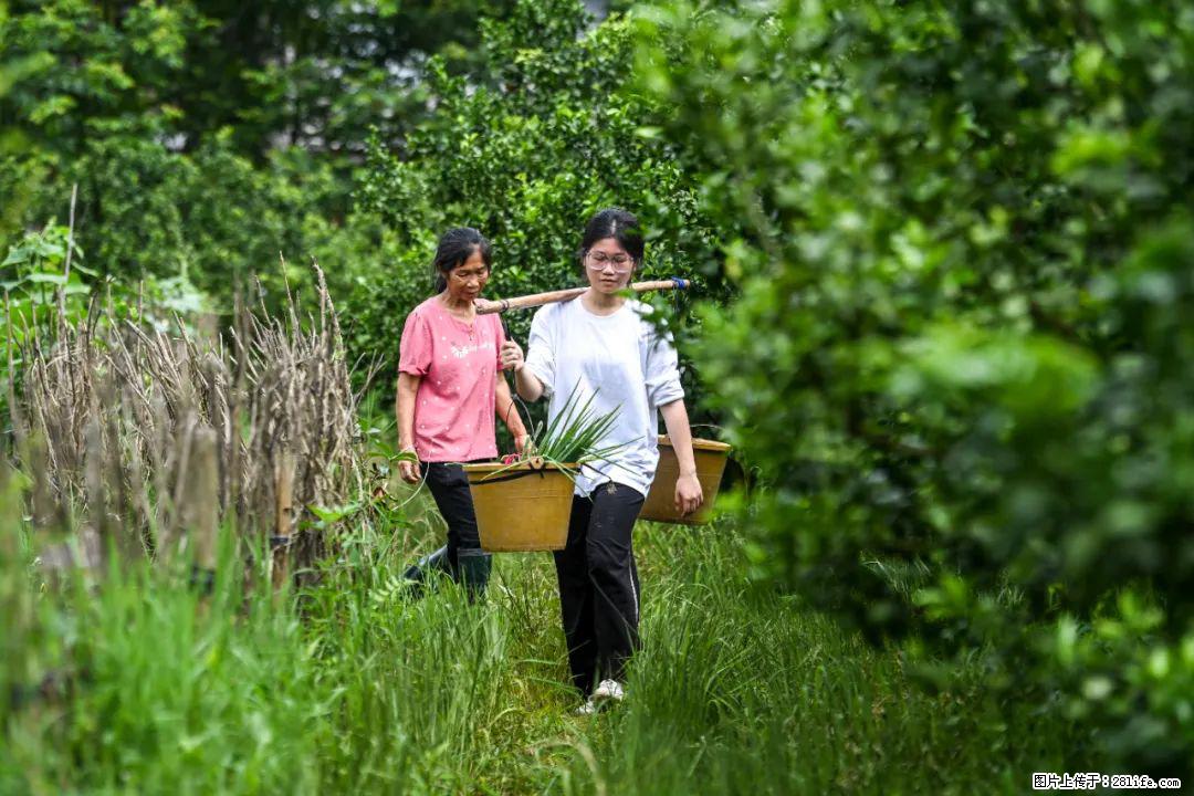 全网追的“扁担女孩”,找了一份暑假工,时薪12元 - 赵县生活资讯 - 赵县28生活网 zx.28life.com