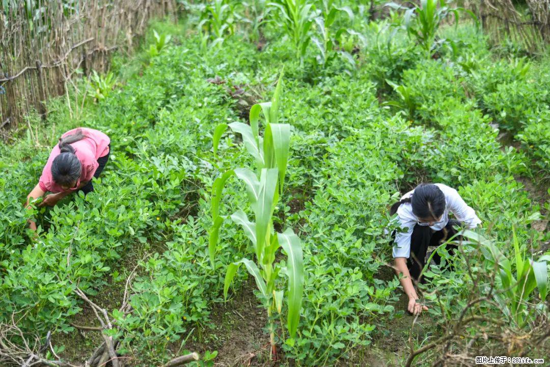 全网追的“扁担女孩”,找了一份暑假工,时薪12元 - 赵县生活资讯 - 赵县28生活网 zx.28life.com
